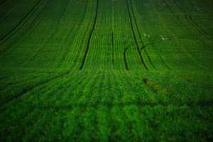 FIELD-02
