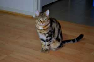 BENJI-2013-02