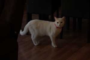 LAYLA(010)