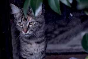 TILLY(002)