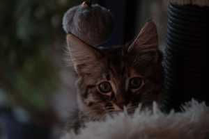 TILLY(004)