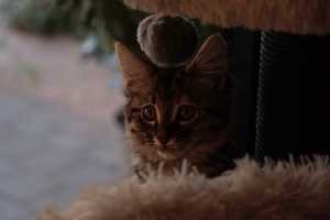 TILLY(006)