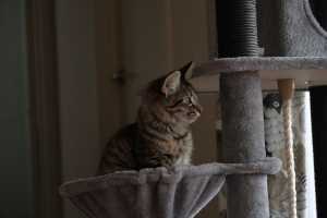 TILLY(009)