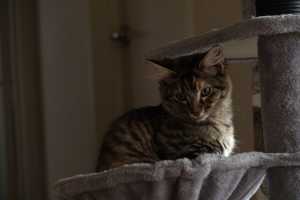 TILLY(010)