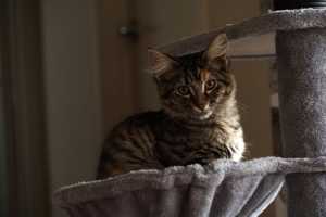 TILLY(012)