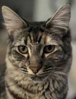 TILLY-10OCT2025(1)