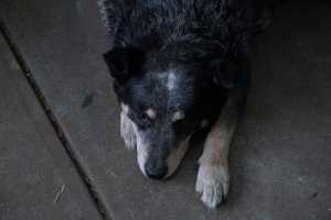 COOPER(2)