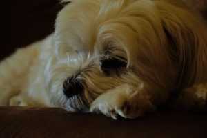 MOLLY(1)