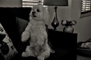 MOLLY-2020-04BW