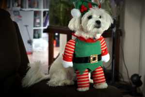 MOLLY-DEC2018(2)