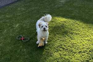PEANUT-2JAN26(001)