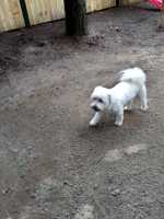 SCOTTIE-012