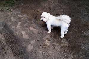 SCOTTIE-013
