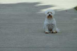 SCOTTIE-2016-02