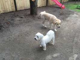 SCOTTIE-BELLA-012