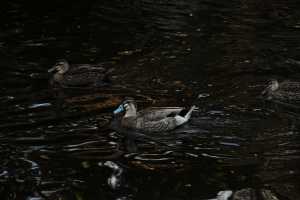 AU-BLACK-DUCK-02