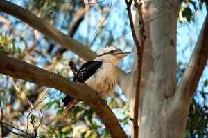 KOOKABURRA-02