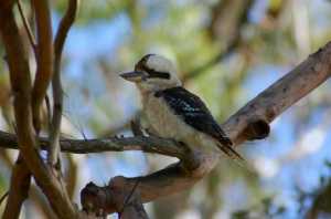 KOOKABURRA-QLD-2007-01