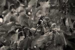 NEW-HOLLAND-HONEY-EATER-02