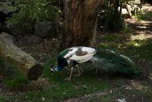 PEACOCK-01