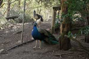 PEACOCK-03
