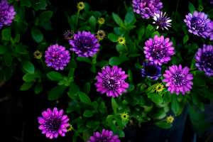 AFRICAN-DAISY-09