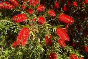 BOTTLE-BRUSH(1)