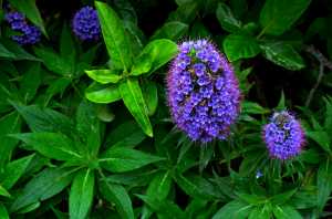 ECHIUM-CANDICAN-01