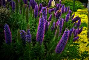 ECHIUM-CANDICAN-02