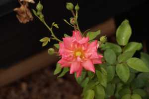 HEIRLOOM-ROSE-01