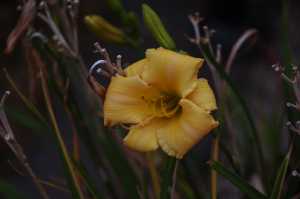 HEMEROCALLIS-01