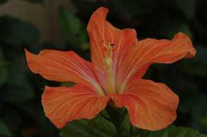 HIBISCUS-02