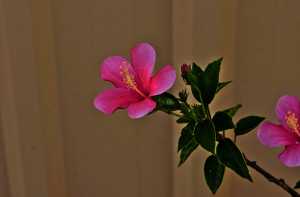 HIBISCUS-05