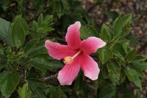 HIBISCUS-06