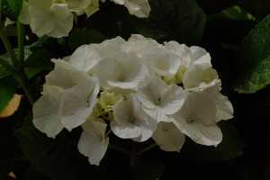 HYDRANGEA-PANICULATA-05