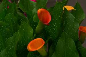 ORANGE-LILLY(001)