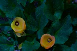 ORANGE-YELLOW-LILLY-01