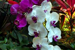 ORCHID-2019-01