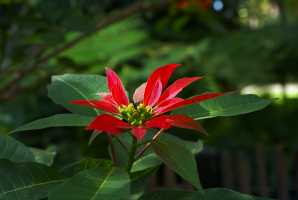 RED-POINSETTIA-02