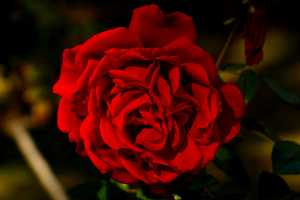 ROSE-03