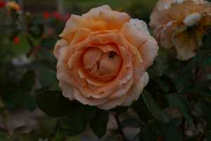 ROSE-04