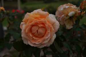 ROSE-05