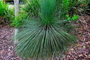 Xanthorrhoea