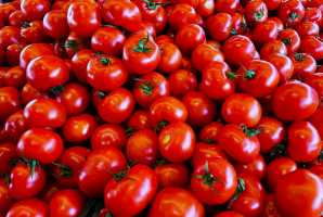 TOMATOs(001)