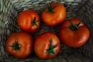 TOMATOs(002)